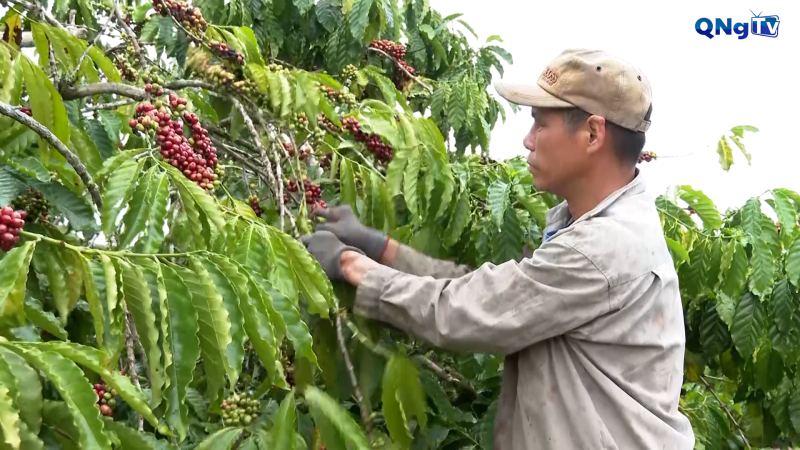 Nông dân phấn khởi vì cà phê được giá  