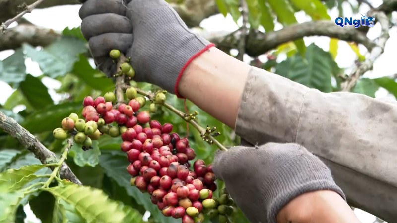 Nông dân Quảng Ngãi phấn khởi vì cà phê được giá
