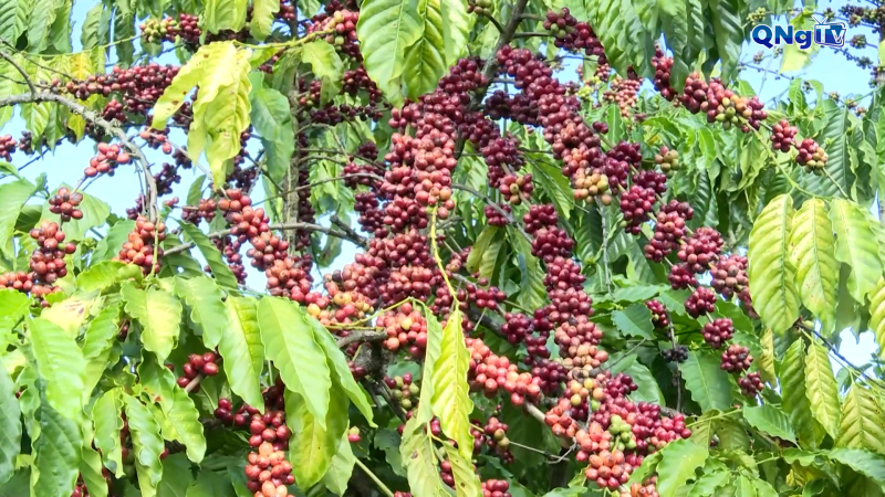 Liên kết sản xuất, nâng tầm nông sản