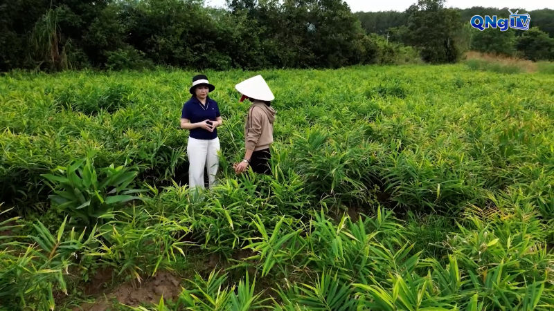 Nông dân Đăk Tô liên kết trồng gừng