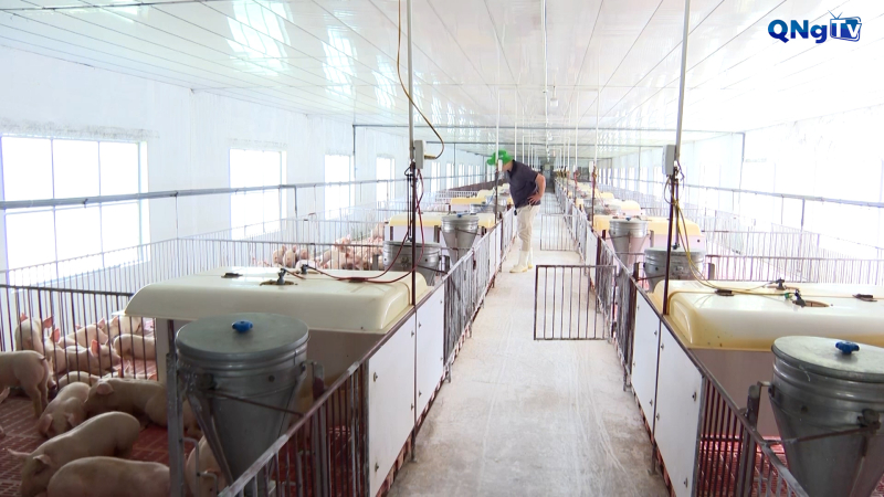 Phát triển chăn nuôi tập trung, an toàn dịch bệnh