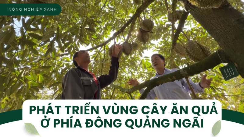 Phát triển vùng cây ăn quả ở phía Đông Quảng Ngãi