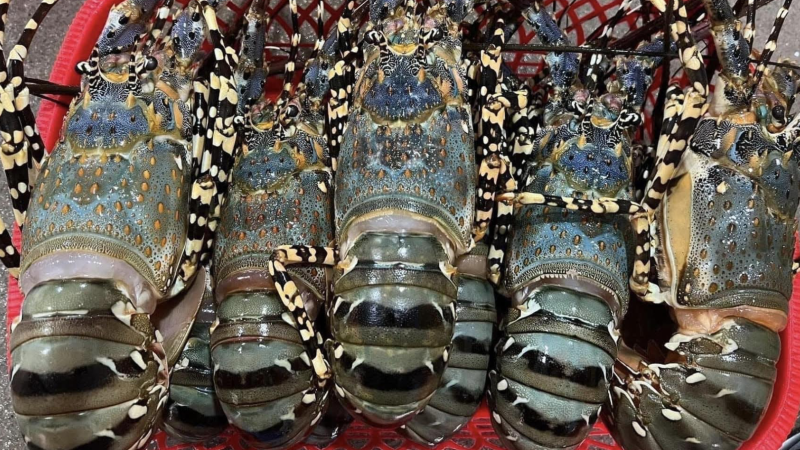 Trung Quốc ‘khoái’ tôm hùm xanh, Việt Nam thu hơn 700 triệu USD