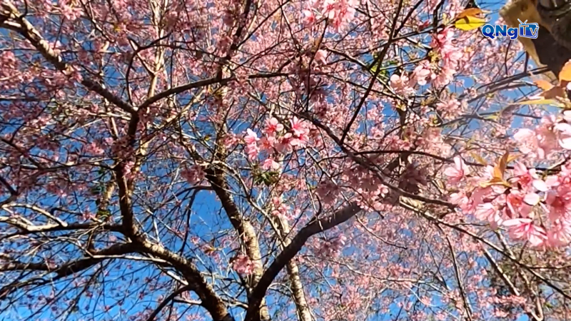 Trồng cây phân tán góp phần tạo cảnh quan, bảo vệ môi trường 