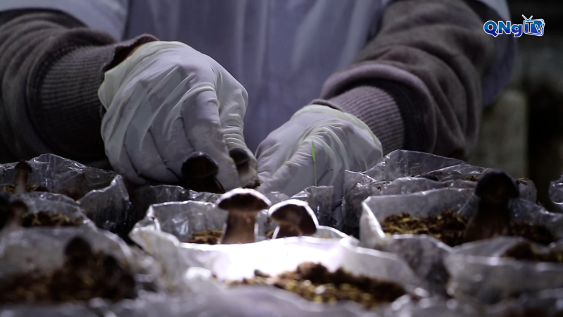 Nghị quyết 57 mở đường cho sản xuất – chế biến