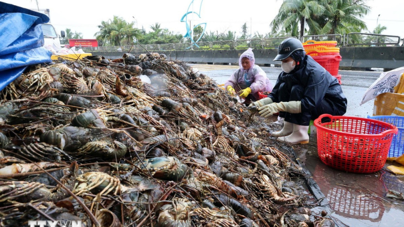 Nguy cơ thiếu tôm hùm xuất khẩu sau đợt lũ lụt lịch sử