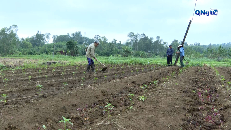 Khôi phục diện tích rau sau mưa lũ ở xã Tịnh Khê
