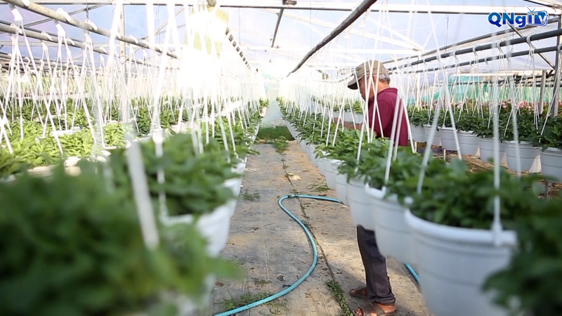 Phát triển sản xuất trong nhà kính, nhà lưới