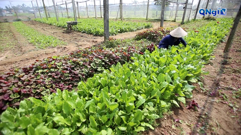 Hiệu quả từ mô hình canh tác trong nhà kính, nhà lưới