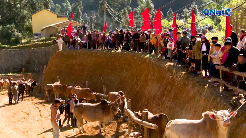 Sôi nổi Hội thi Bò đẹp lần thứ I tại xã Phố Bảng