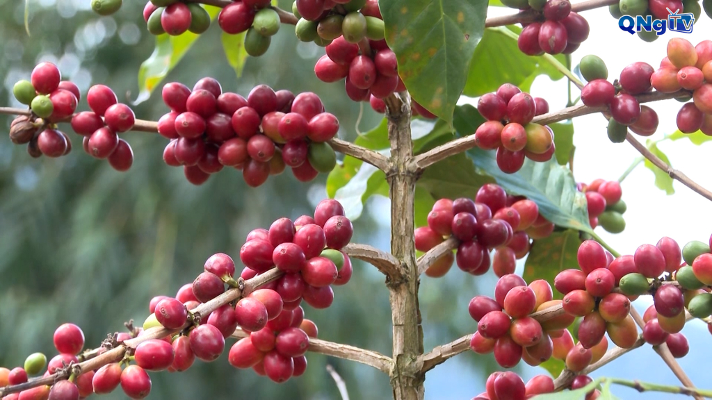 Cây cà phê xứ lạnh.