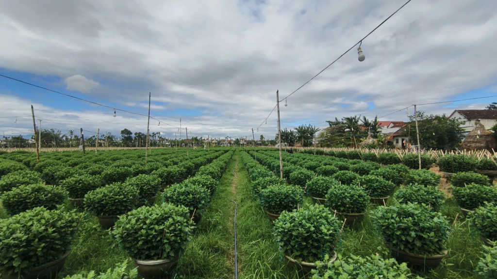 Nghĩa Hiệp là vùng trồng cúc lớn nhất miền Trung.