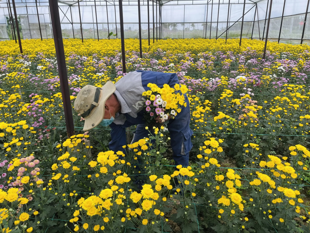 Quảng Ngãi hiện có khoảng 82ha rau, hoa, trái cây sản xuất trong nhà lồng, nhà lưới, nhà kính.