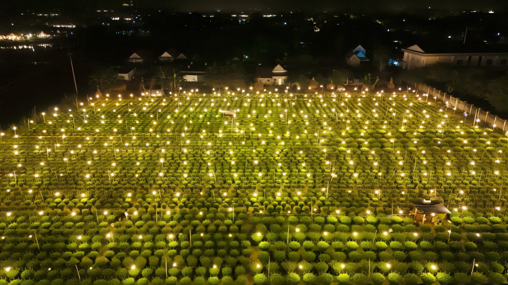 Làng hoa Nghĩa Hiệp, xã Vệ Giang, tỉnh Quảng Ngãi về đêm. Người dân thắp điện suốt đêm nhằm giữ ấm cho cây trong những ngày thời tiết mưa dầm, se lạnh.