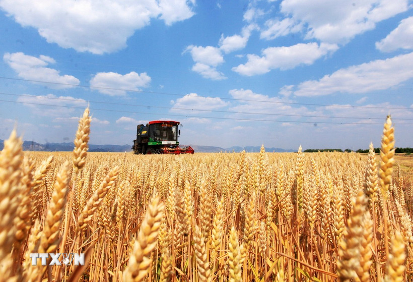 Nông dân thu hoạch lúa mỳ trên cánh đồng ở Sơn Đông, Trung Quốc. (Ảnh: THX/TTXVN)