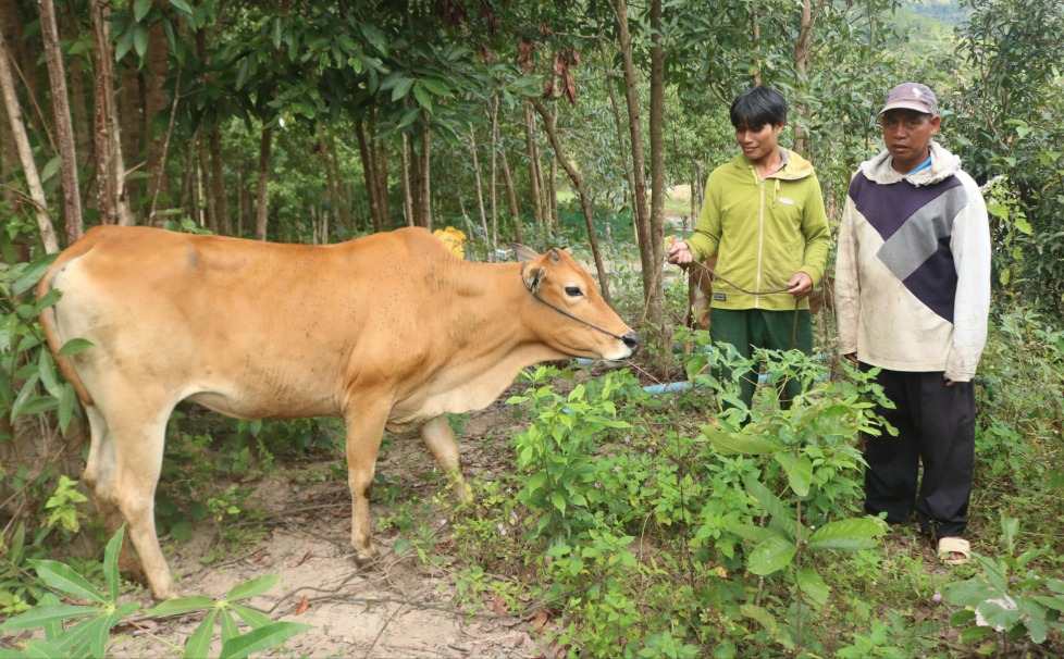 Dự án bò giống sinh sản giúp người dân nâng cao thu nhập và vươn lên thoát nghèo bền vững.