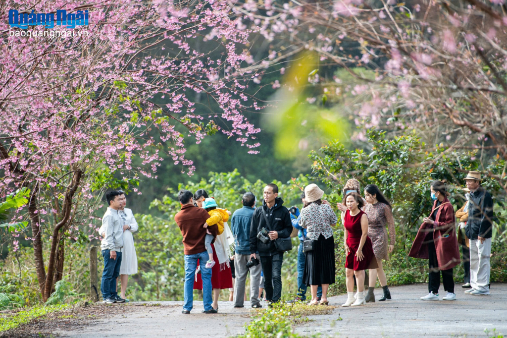 Tuần Văn hóa - Du lịch Măng Đen và Mùa hoa anh đào 2026 diễn ra từ ngày 1 - 4/1/2026. Ảnh: ĐỨC THÀNH
