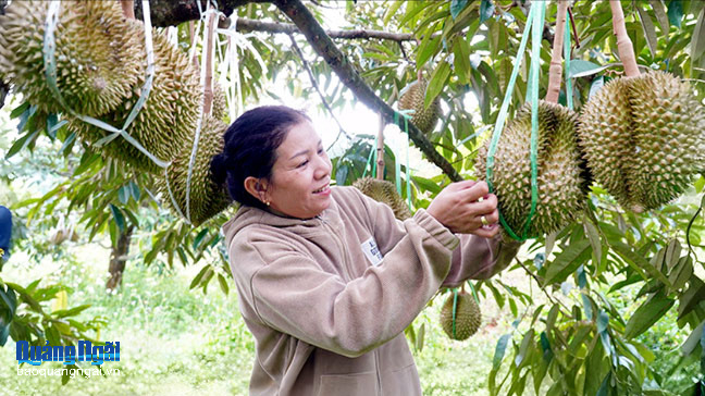 Người dân xã Phước Giang thu "quả ngọt" sau hơn 10 năm cải tạo vườn tạp, chuyển đổi sang trồng cây ăn quả.