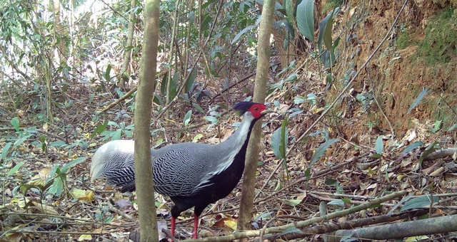 Gà lôi vằn – động vật nhỏ nhưng quý hiếm sống ở VQG Chư Mom Ray.
