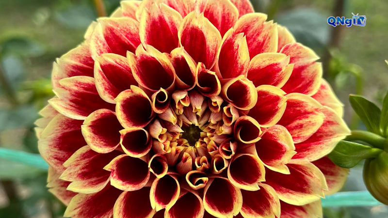 Hoa Truyền thống Quảng Ngãi đến mọi miền đất nước nhờ công nghệ số 