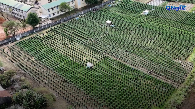 Làng hoa Nghĩa Hiệp tất bật vào vụ Tết 2026