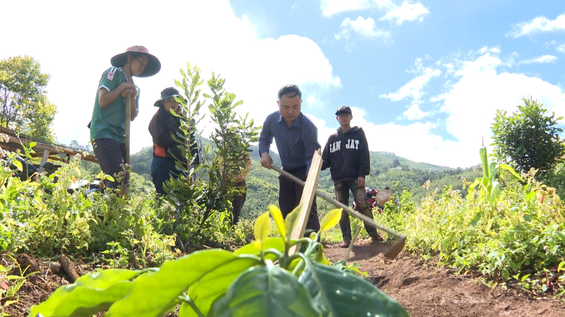 Phát triển cây cà phê xứ lạnh