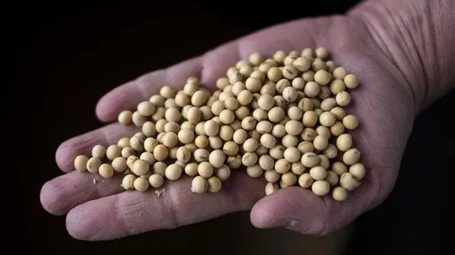 Mỹ tăng tốc xuất khẩu đậu tương sang Trung Quốc 
