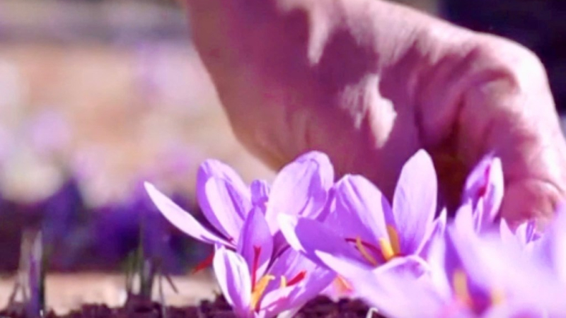 Nông thôn Maroc phất lên nhờ “vàng đỏ”