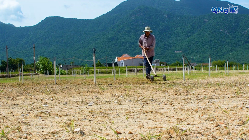 Sắc quê Quảng Ngãi - Kết nối để vươn xa | Tập 5: Người Lý Sơn trồng tỏi ở xứ trầm hương 
