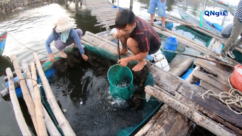 Người nuôi hải sản miền Trung khôi phục sản xuất sau bão số 13