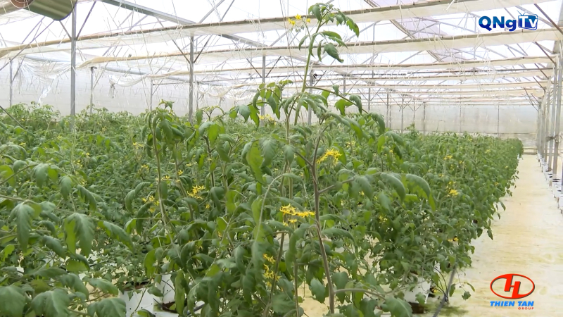 Nông dân Măng Đen sản xuất trong nhà kính - Sản lượng tăng gấp 10 lần, tăng cao thu nhập