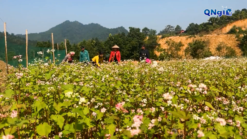  Triển vọng phát triển du lịch từ hoa tam giác mạch