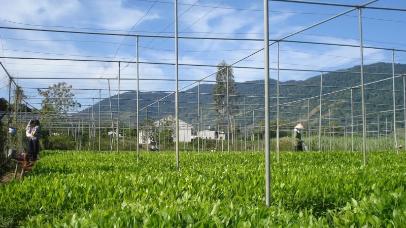 Nông nghiệp Việt Nam kiên định mục tiêu tăng trưởng 4% 