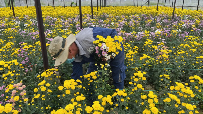 Quảng Ngãi đẩy mạnh sản xuất nông nghiệp công nghệ cao 