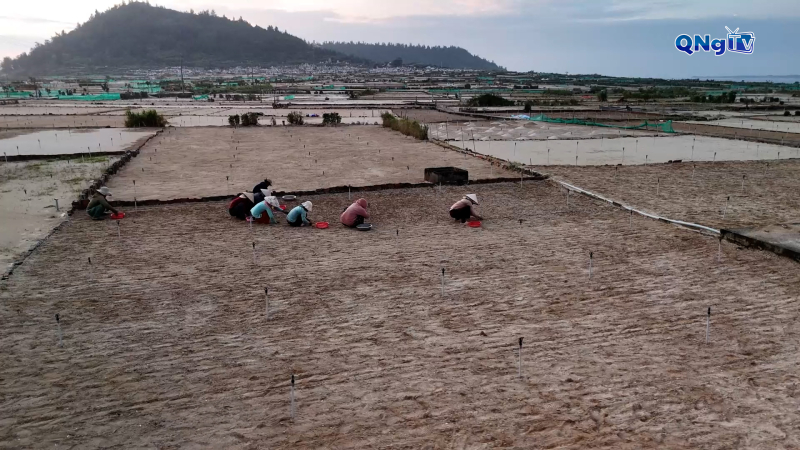 Quảng bá văn hóa, du lịch Lý Sơn thông qua cây tỏi