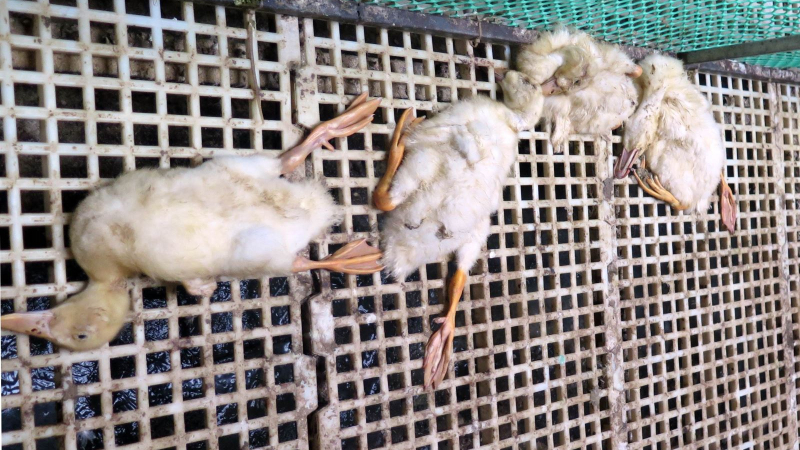 Quảng Ngãi tiêu hủy gia cầm mắc cúm H5N1