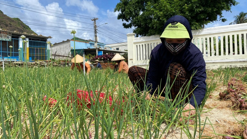 Lý Sơn đẩy mạnh giảm nghèo, nâng cao đời sống người dân