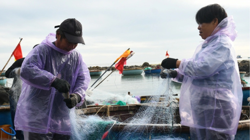 Ngư dân Quảng Ngãi đánh cá bằng “lưới dòng họ” kiếm nửa triệu mỗi ngày