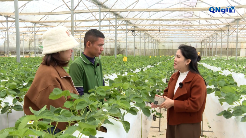 Vườn dâu công nghệ cao gắn với du lịch sinh thái 