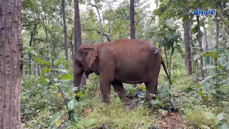 Tiếp nhận 2 voi cái để nhân giống đàn voi