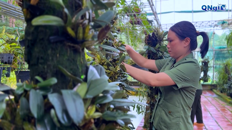 Bảo tồn lan rừng ở Chư Mom Ray