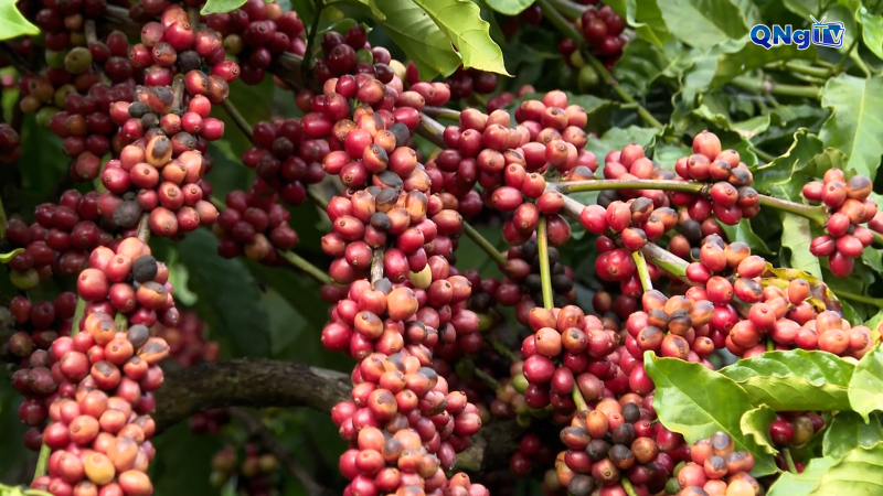 Sa Loong làm cà phê sạch - Hướng hữu cơ mở đường phát triển