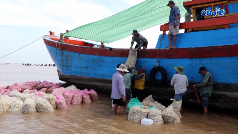 Nhộn nhịp mùa thu hoạch nghêu ở biển Gò Công