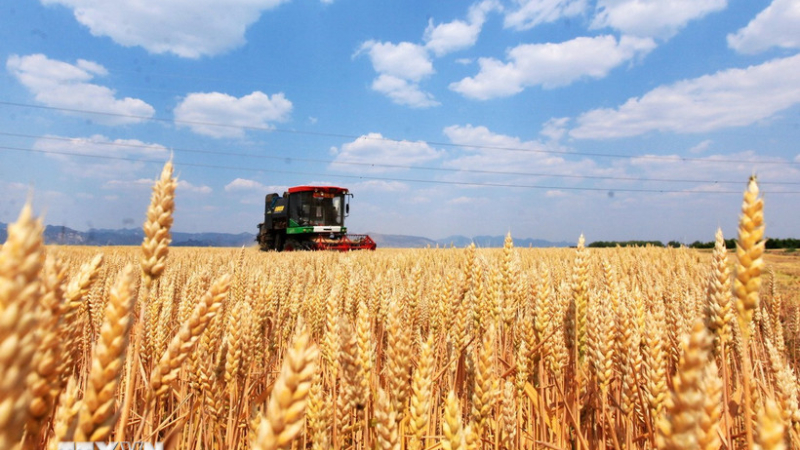 Sản lượng lương thực của Trung quốc đạt mức cao kỷ lục