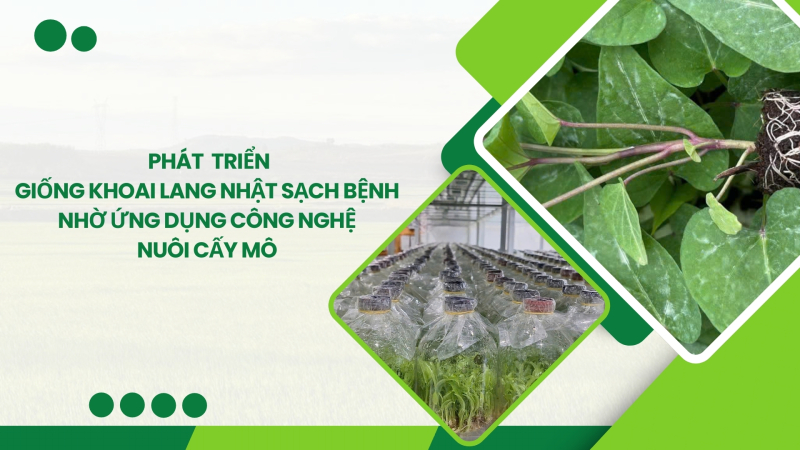 Phát triển giống khoai lang nhật sạch bệnh nhờ ứng dụng công nghệ nuôi cấy mô