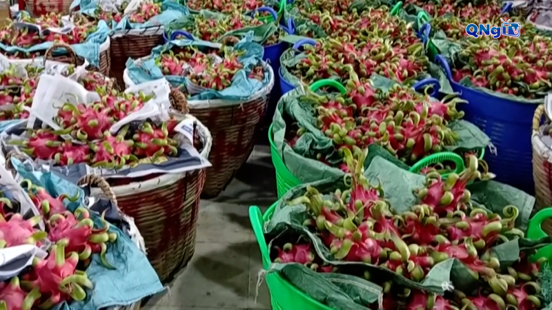 Gi&aacute; thanh long nghịch vụ cao