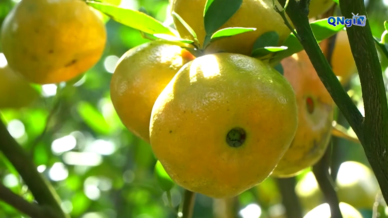 Kh&aacute;m ph&aacute; vườn qu&yacute;t hồng ở Đồng Th&aacute;p