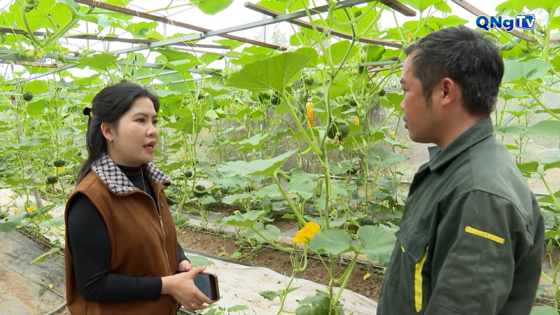 B&iacute; Nhật xanh trong nh&agrave; m&agrave;ng - Giống mới, kỹ thuật mới, mở hướng l&agrave;m gi&agrave;u bền vững