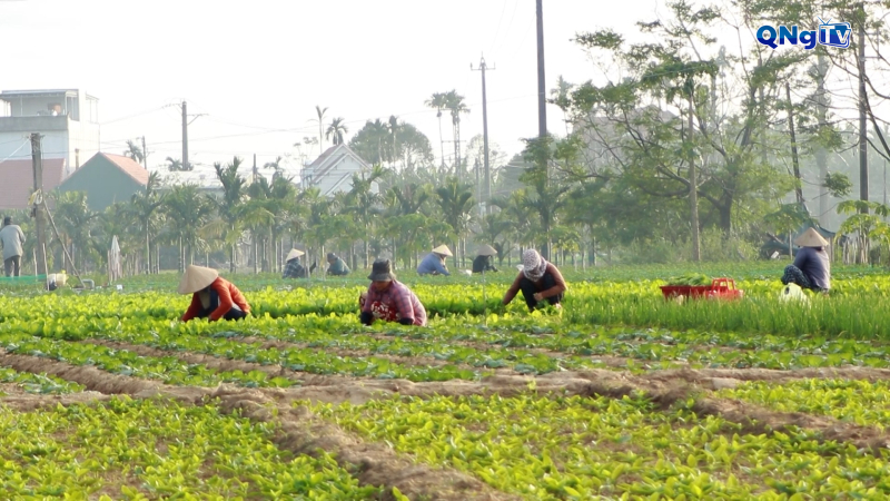 L&agrave;ng rau An Ph&uacute; 