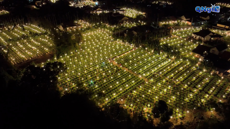 Thủ phủ hoa c&uacute;c Nghĩa Hiệp rực s&aacute;ng đ&oacute;n Tết